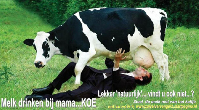 melk drinken van een koe, niet natuurlijk