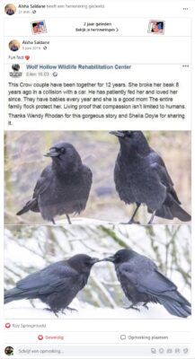 Crow couple together 12 years and he has been feeding her eight years