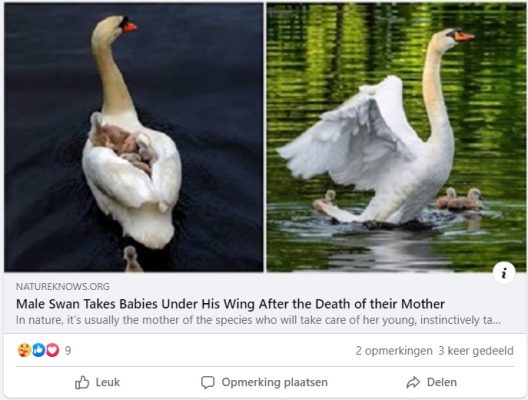 Male Swan takes babies under his wing after the death of their mother